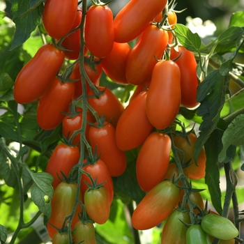 Tomato - Paste - Marzito