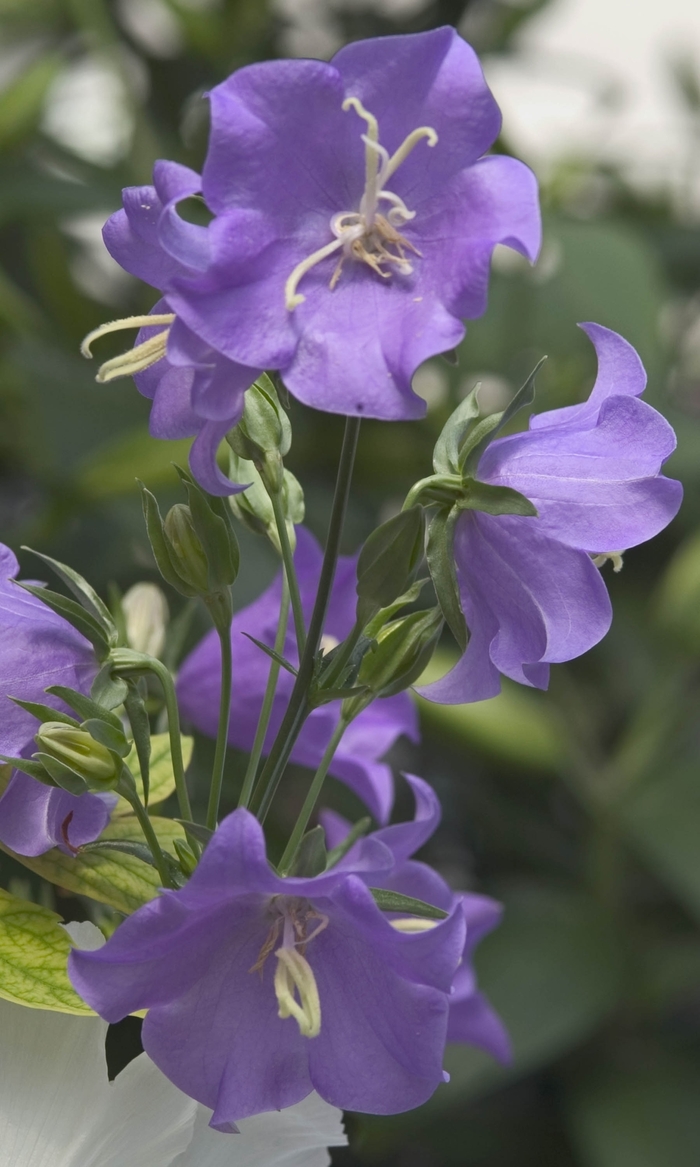 'Blue' Bellflower-Peach-leaved - Campanula persicifolia from Bloomfield Garden Center