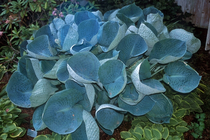 'Abiqua Drinking Gourd' Hosta, Plantain Lily - Hosta from Bloomfield Garden Center