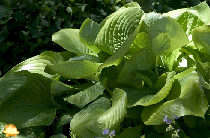 'Sum and Substance' Hosta, Plantain Lily - Hosta from Bloomfield Garden Center