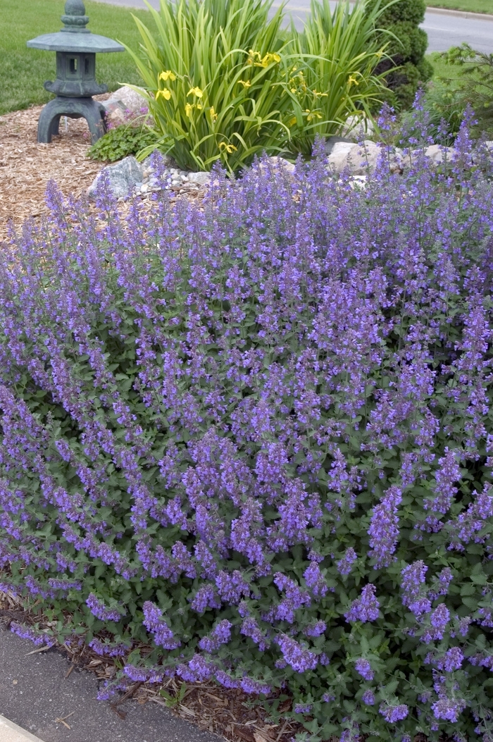 Walker's Low - Nepeta - Catmint from Bloomfield Garden Center Walker's Low - Nepeta - Catmint from Bloomfield Garden Center