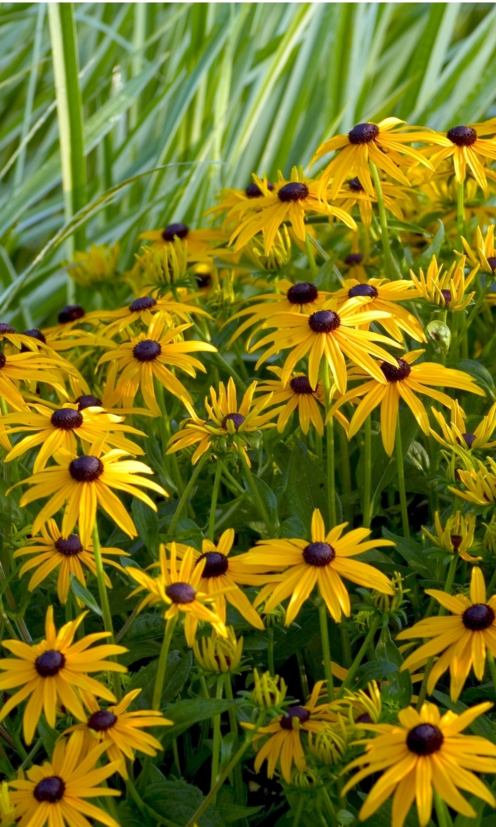 'Goldsturm' Black Eyed Susan - Rudbeckia fulgida from Bloomfield Garden Center