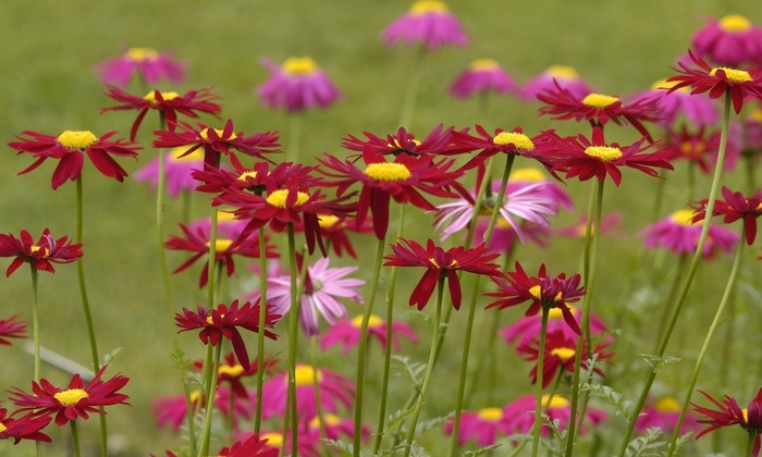 'Robinson's Red' Painted Daisy - Tanacetum coccineum from Bloomfield Garden Center