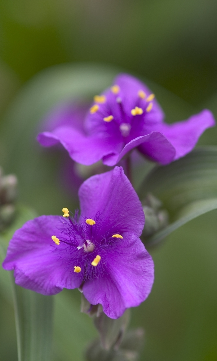 'Concord Grape' Spiderwort - Tradescantia from Bloomfield Garden Center