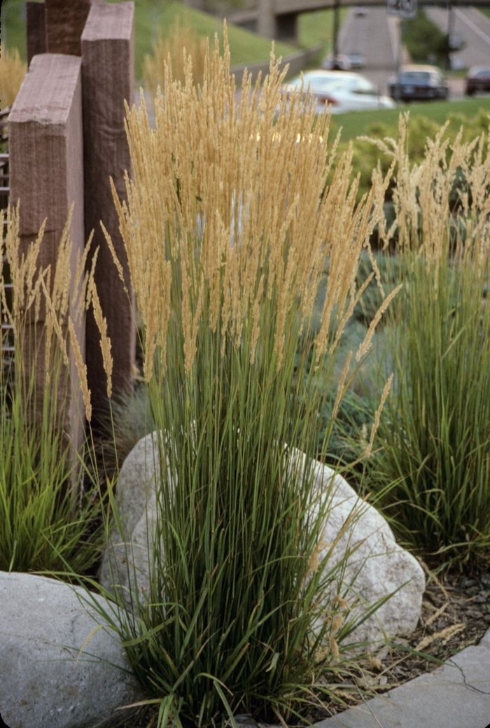 Feather Reed Grass Landscaping
