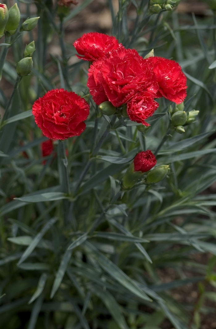 'Can Can Scarlet' Carnation - Dianthus caryophyllus from Bloomfield Garden Center