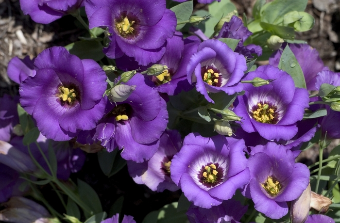 Florida Blue - Lisianthus from Bloomfield Garden Center