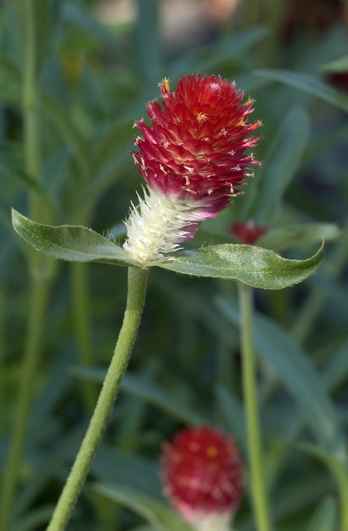 'Strawberry Fields' Bachelor's Button - Gomphrena globosa from Bloomfield Garden Center