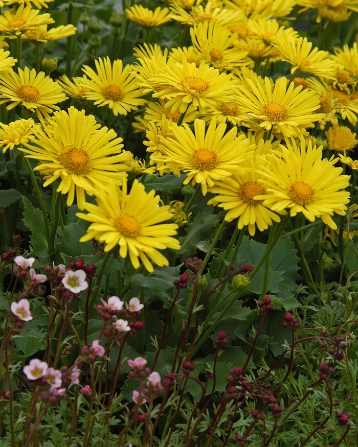 'Little Leo' Leopard's Bane - Doronicum from Bloomfield Garden Center