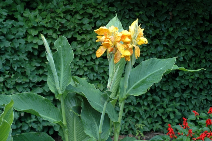 'Picasso' Canna Lily - Canna x generalis from Bloomfield Garden Center