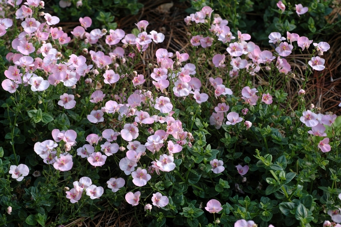 Darla® ''Light Pink'' - Diascia barberae (Twinspur) from Bloomfield Garden Center