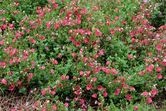 Darla® ''Red'' - Diascia barberae (Twinspur) from Bloomfield Garden Center