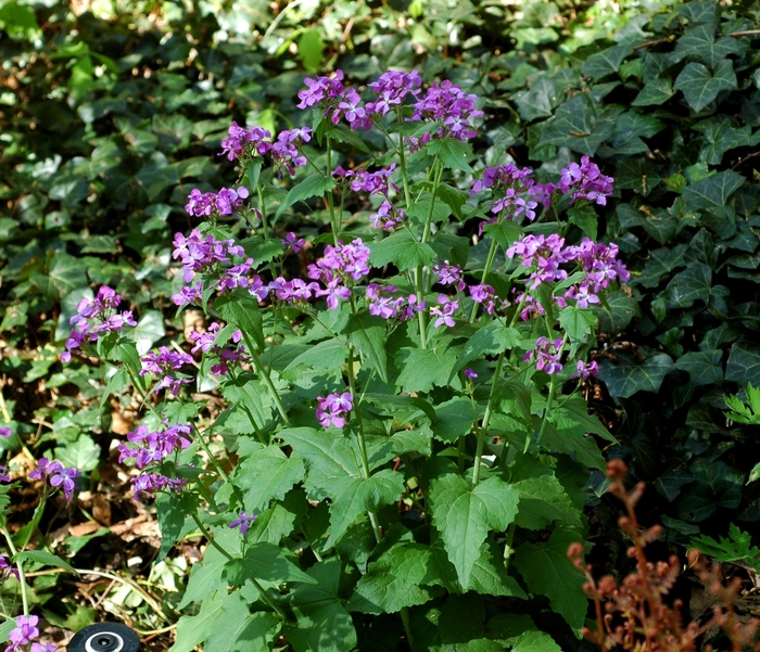 Money Plant - Lunaria annua from Bloomfield Garden Center