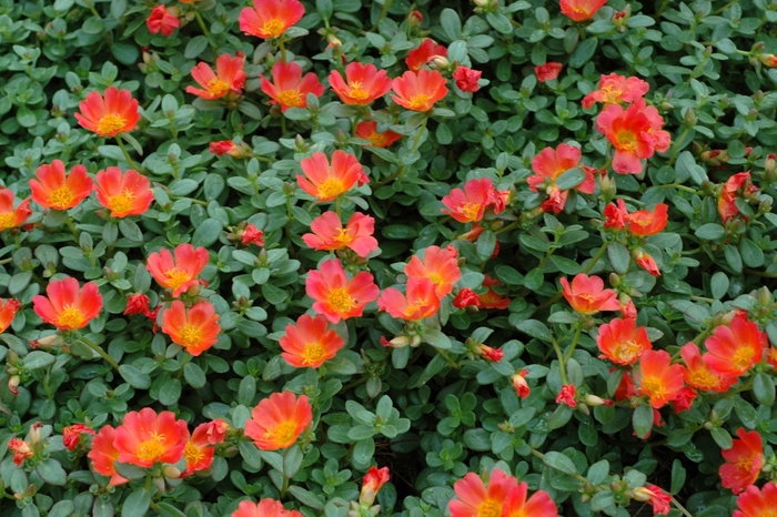 Portulaca | Rio Grande™ Orange | Bloomfield Garden Center