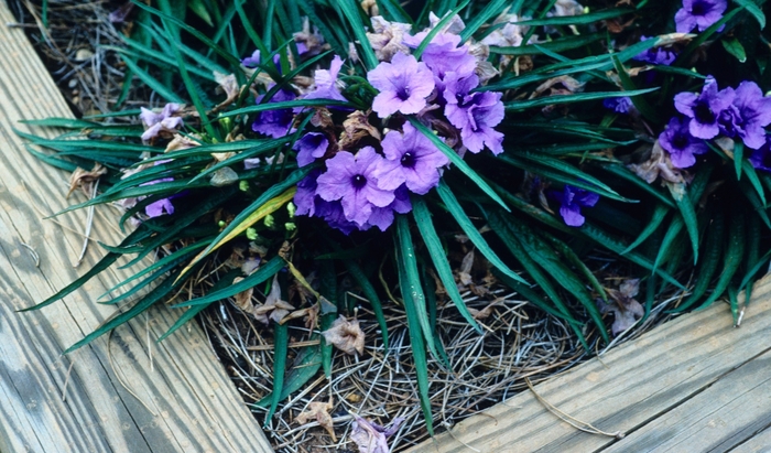 'Katie Blue' Mexican Petunia - Ruellia simplex from Bloomfield Garden Center