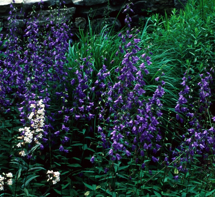 Lily Leaf Ladybells - Adenophora liliifolia from Bloomfield Garden Center