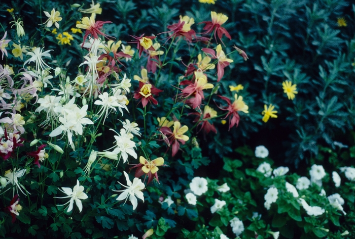 'McKana Giant' Hybrid Columbine - Aquilegia from Bloomfield Garden Center