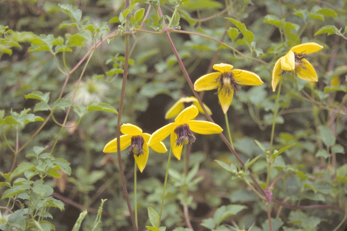 Golden Clematis - Clematis tangutica from Bloomfield Garden Center