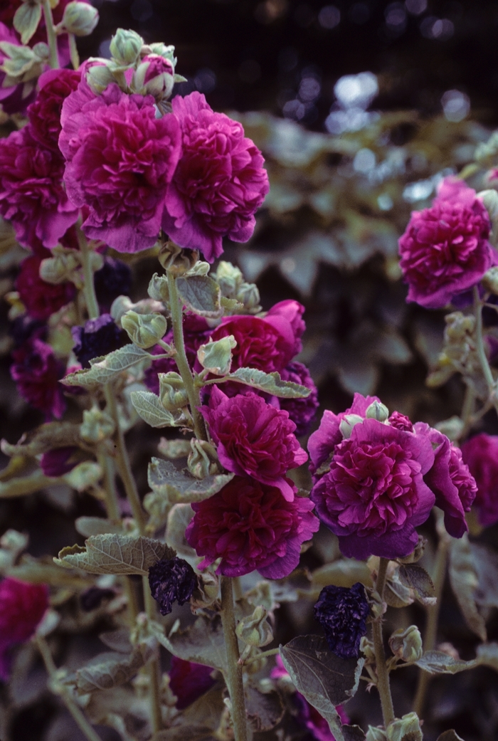 'Chater's Purple' Hollyhock - Alcea rosea from Bloomfield Garden Center