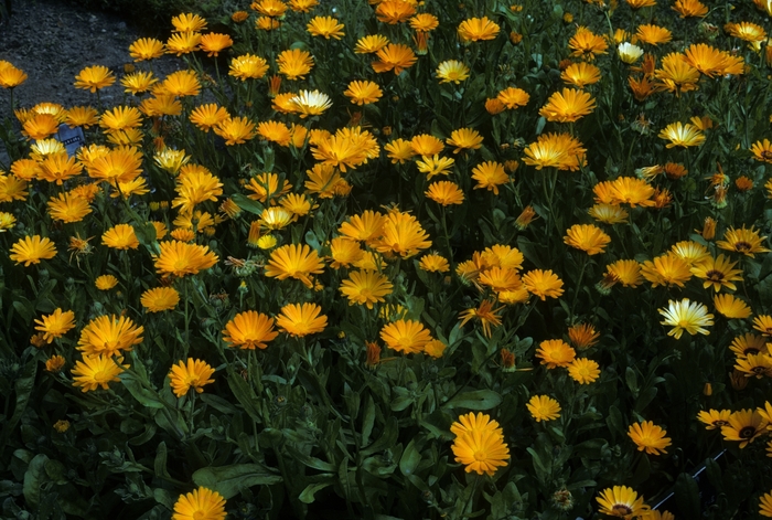 'Indian Prince' Pot Marigold - Calendula officinalis from Bloomfield Garden Center