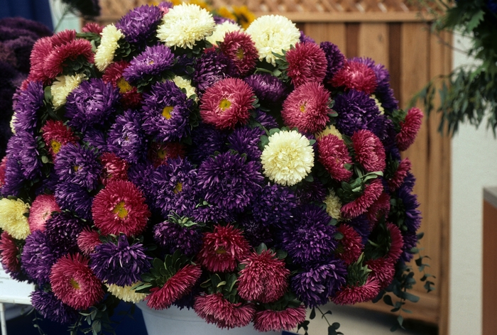 Meteor™ 'Mix' - Callistephus chinensis (Chinese Aster) from Bloomfield Garden Center