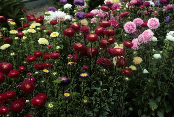 'Pommax Mix' Chinese Aster - Callistephus chinensis from Bloomfield Garden Center