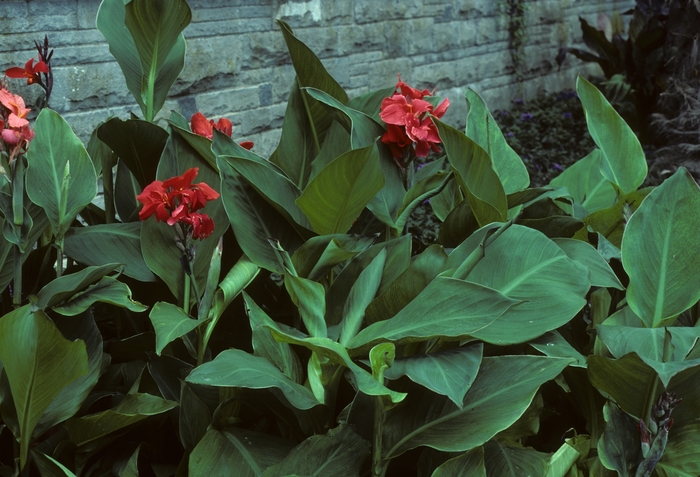 'The President' Canna Lily - Canna x generalis from Bloomfield Garden Center