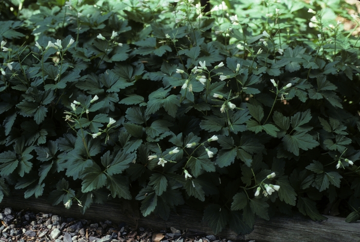 Large Toothwort - Cardamine maxima from Bloomfield Garden Center