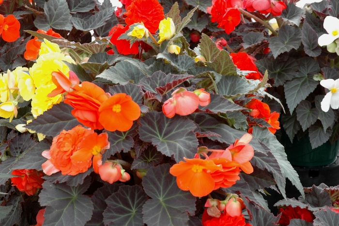 Nonstop® 'Mocca Mix' - Begonia x tuberhybrida (Tuberous Begonia) from Bloomfield Garden Center