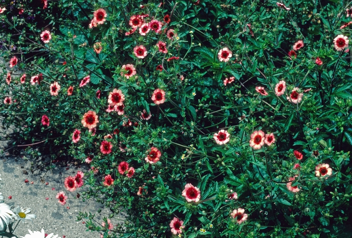 'Miss Wilmott' - Potentilla nepalensis from Bloomfield Garden Center