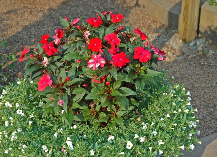 SunPatiens® Red - Impatiens from Bloomfield Garden Center