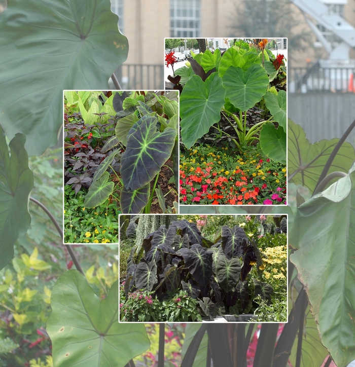 Assorted Elephant's Ear - Colocasia from Bloomfield Garden Center