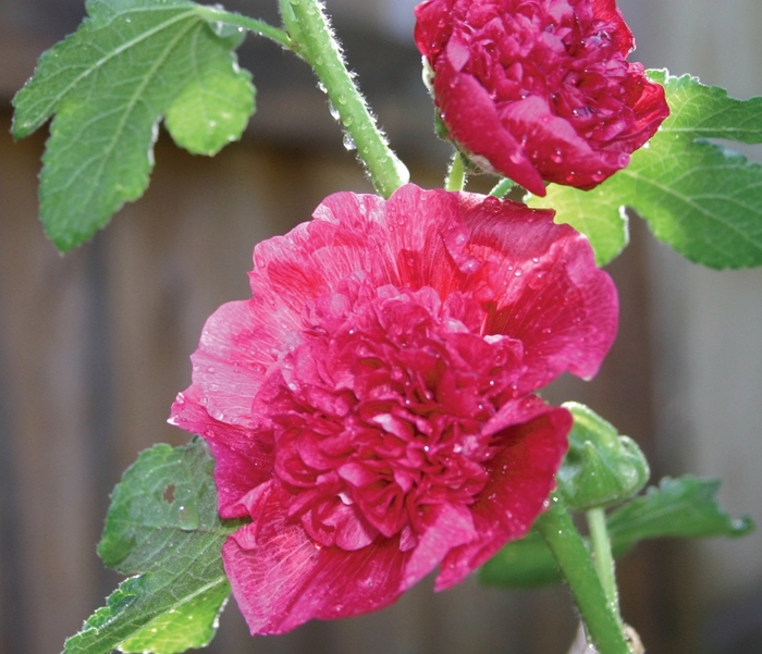 'Chater's Double Pink' Hollyhock - Alcea rosea from Bloomfield Garden Center