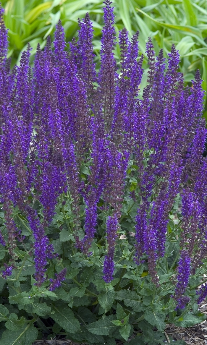 'May Night' Meadow Sage - Salvia x sylvestris from Bloomfield Garden Center