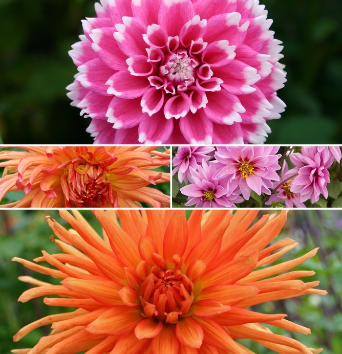 'Multiple Varieties' - Dahlia from Bloomfield Garden Center