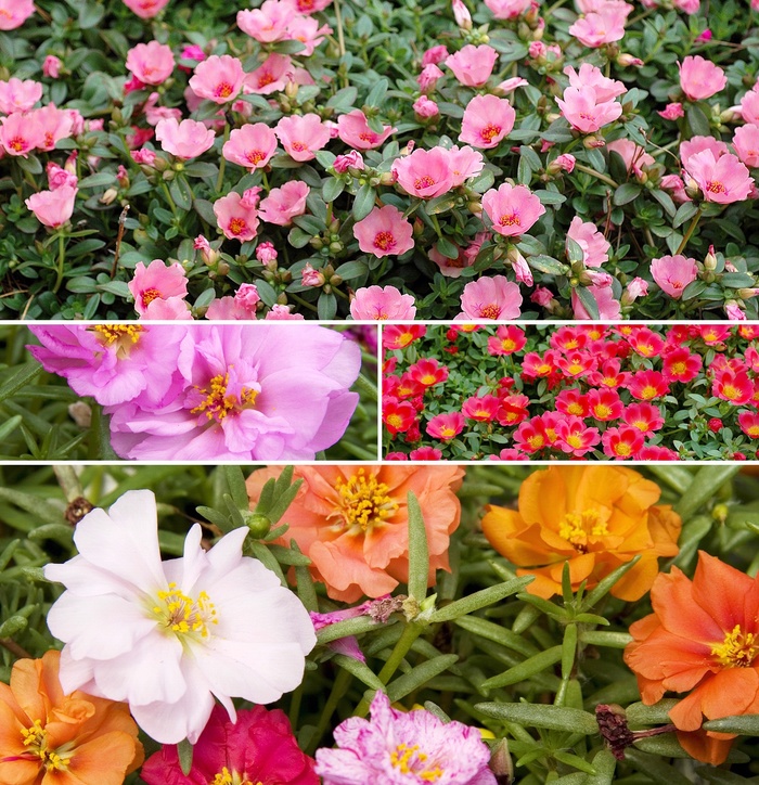 'Multiple Varieties' - Portulaca from Bloomfield Garden Center