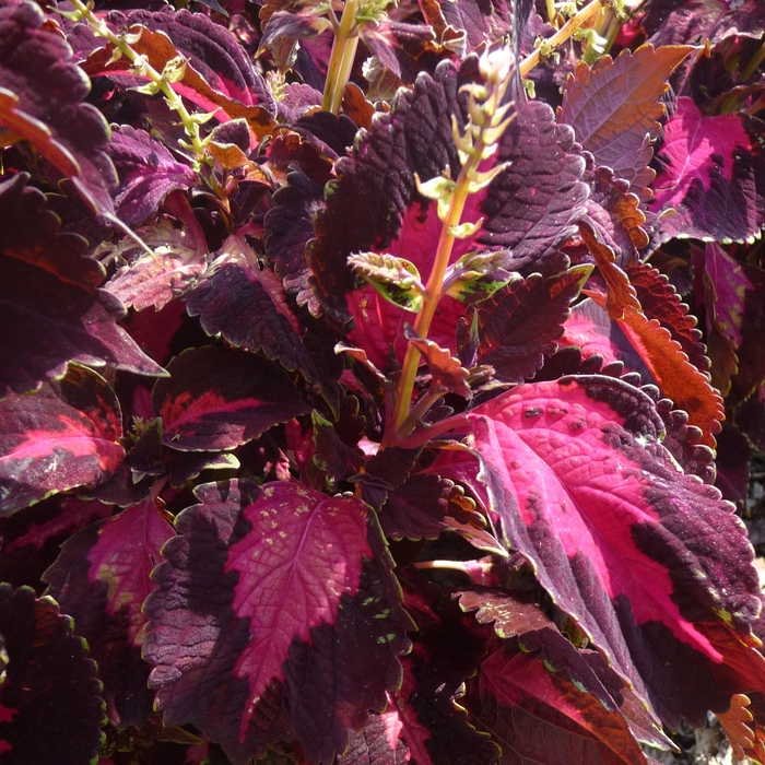 ''Kingswood Torch'' - coleus scutellarioides from Bloomfield Garden Center