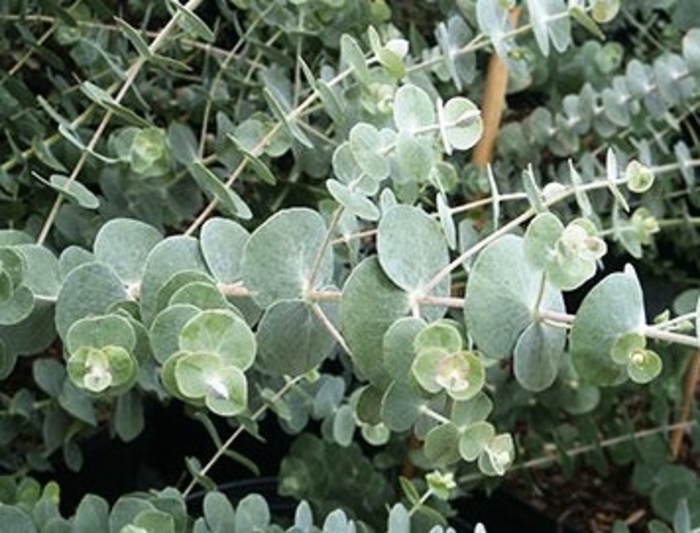 ''Baby Blue'' Silver Dollar Tree - Eucalyptus pulverulenta from Bloomfield Garden Center