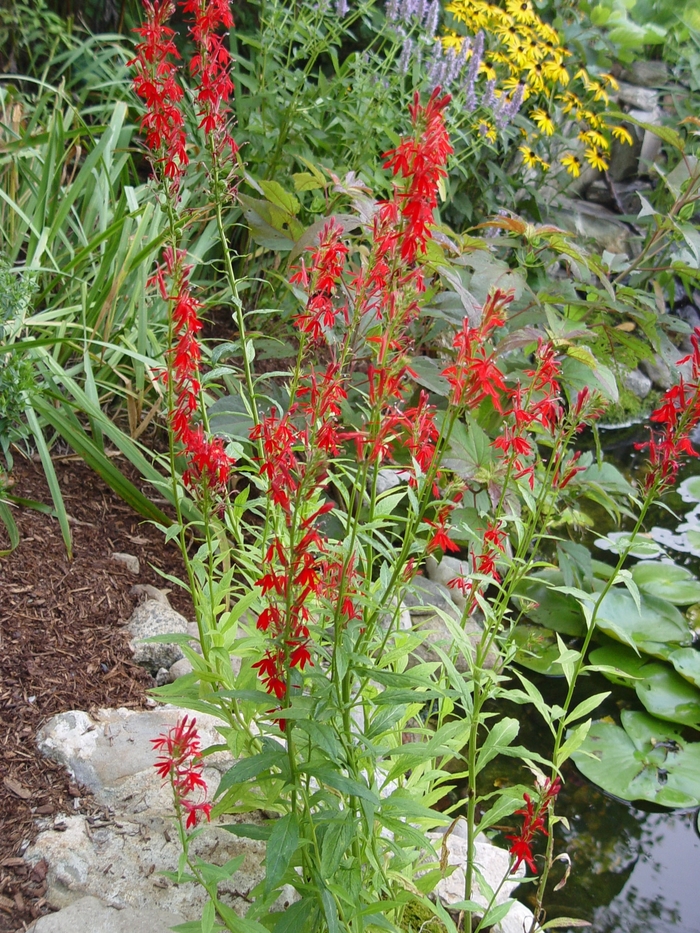 Cardinal Flower - Lobelia cardinalis from Bloomfield Garden Center