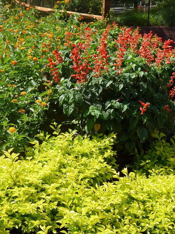 Ariba Yellow Green - Alternanthera from Bloomfield Garden Center