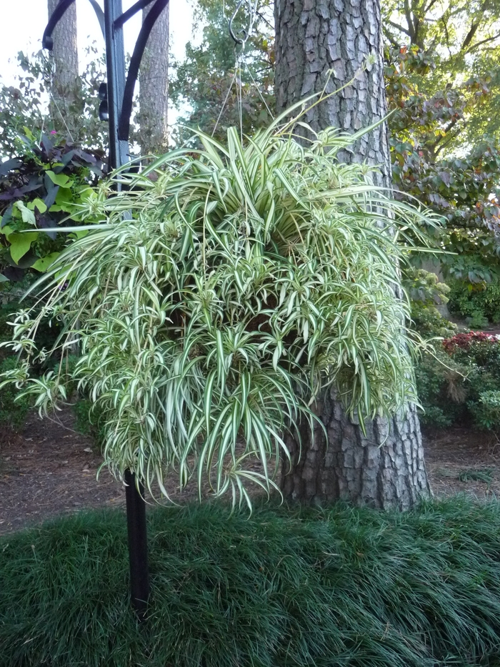 Spider Plant, Spider Plant - Variegatum