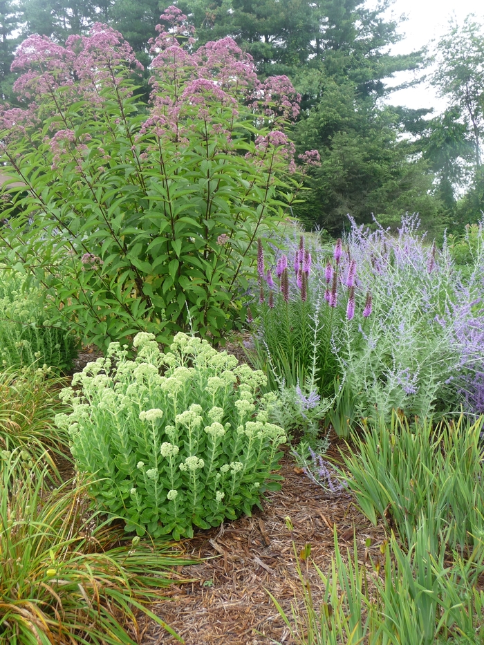 Russian Sage - Perovskia atriplicifolia from Bloomfield Garden Center