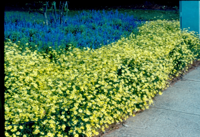 'Moonbeam' Tickseed - Coreopsis verticillata from Bloomfield Garden Center