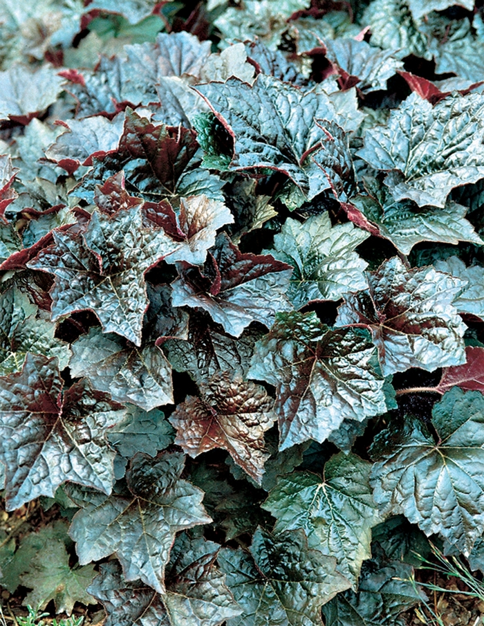 'Palace Purple' Coral Bells - Heuchera americana from Bloomfield Garden Center