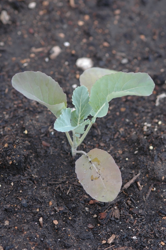 'Amazing' Amazing Cauliflower - Brassica oleracea from Bloomfield Garden Center