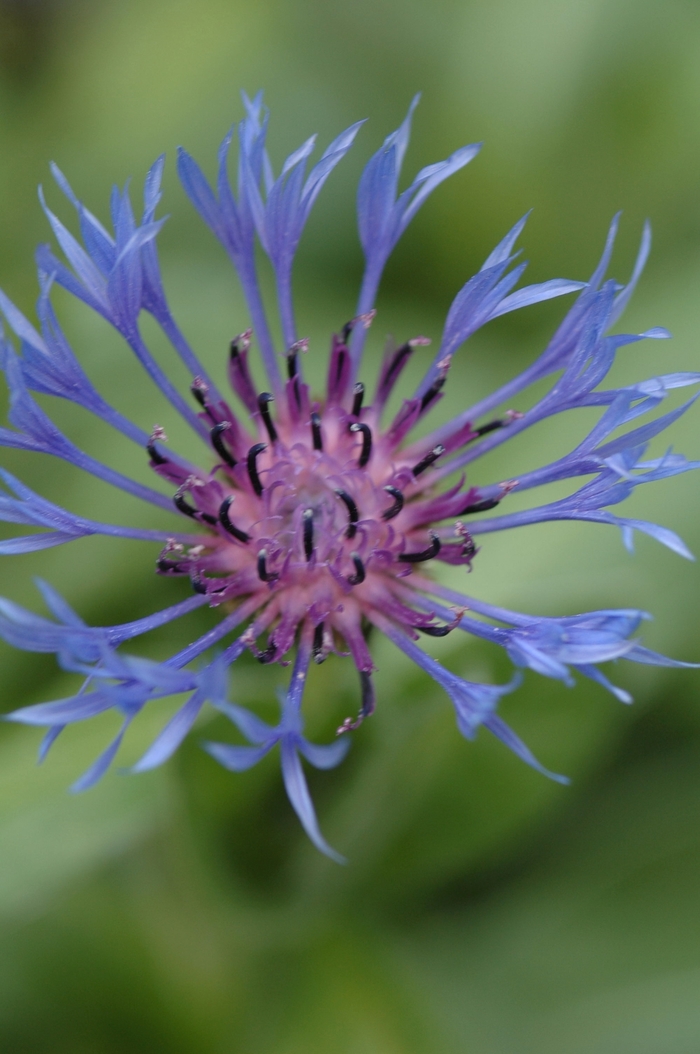 Mountain Bluet - Centaurea montana from Bloomfield Garden Center