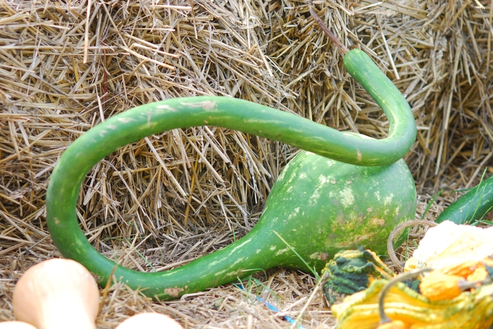 'Extra Long-Handled Dipper Gourd' Extra Long-Handled Dipper Gourd Pumpkin - Cucurbita maxima from Bloomfield Garden Center