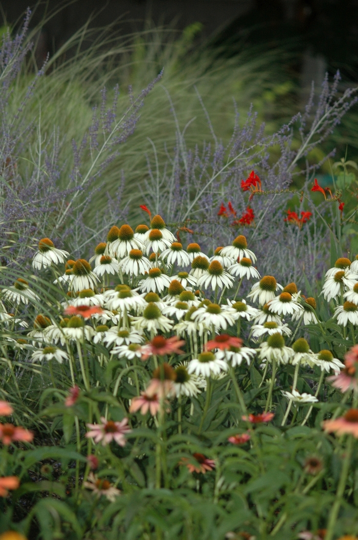 'White Swan' Coneflower - Echinacea purpurea from Bloomfield Garden Center