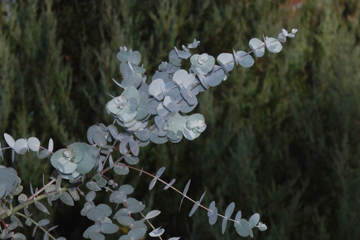 Gum Tree Eucalyptus - Eucalyptus cinerea from Bloomfield Garden Center