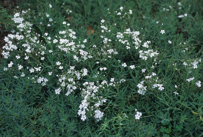 Creeping Baby's Breath - Gypsophila repens from Bloomfield Garden Center